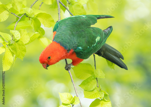 Close-up of a wild king parrot (Alisterus scapularis) perched in a field elm (Ulmus minor) tree, Victoria, Australia