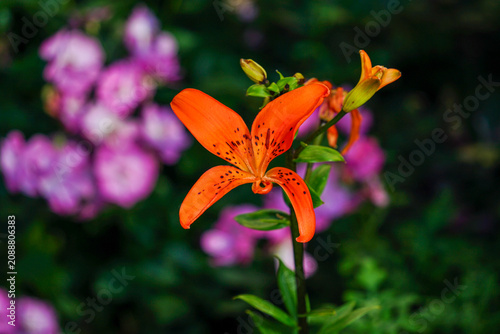 Blooming Orange Lily Flower in Garden