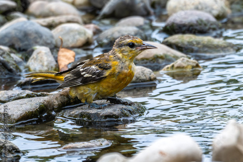 Fotografía Closeup of an immature Baltimore oriole with wet feathers perched on a rock in a stream