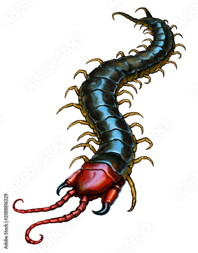 Giant tropical venomous centipede.