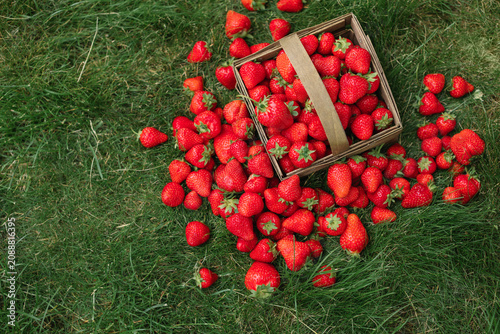 Close-up overhead view of a punnet of ripe strawberries surrounded by fresh strawberries on a lawn