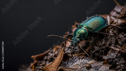 Metallic Green Beetle Crawling Across Weathered Tree Bark in a Dark Natural Forest Environment