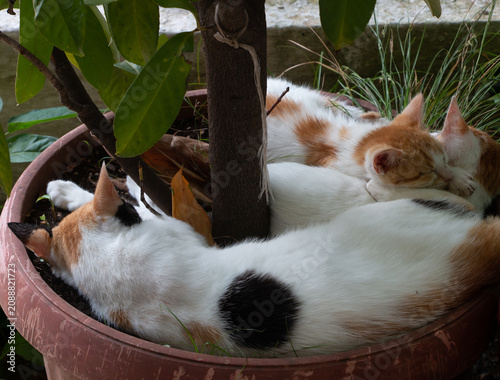Mother cat and two small kittens sleeping inside a flower pot in summer.