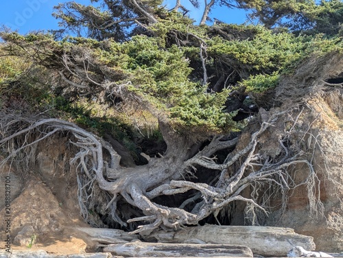 Obraz na plátně The famous Tree of Life clinging to an eroding coastal bluff on Kalaloch Beach i