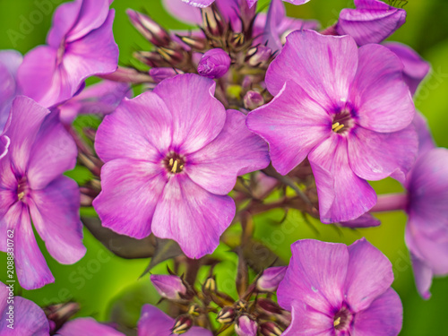 Vibrant Purple Phlox Flowers Blooming in a Summer Garden Close-up