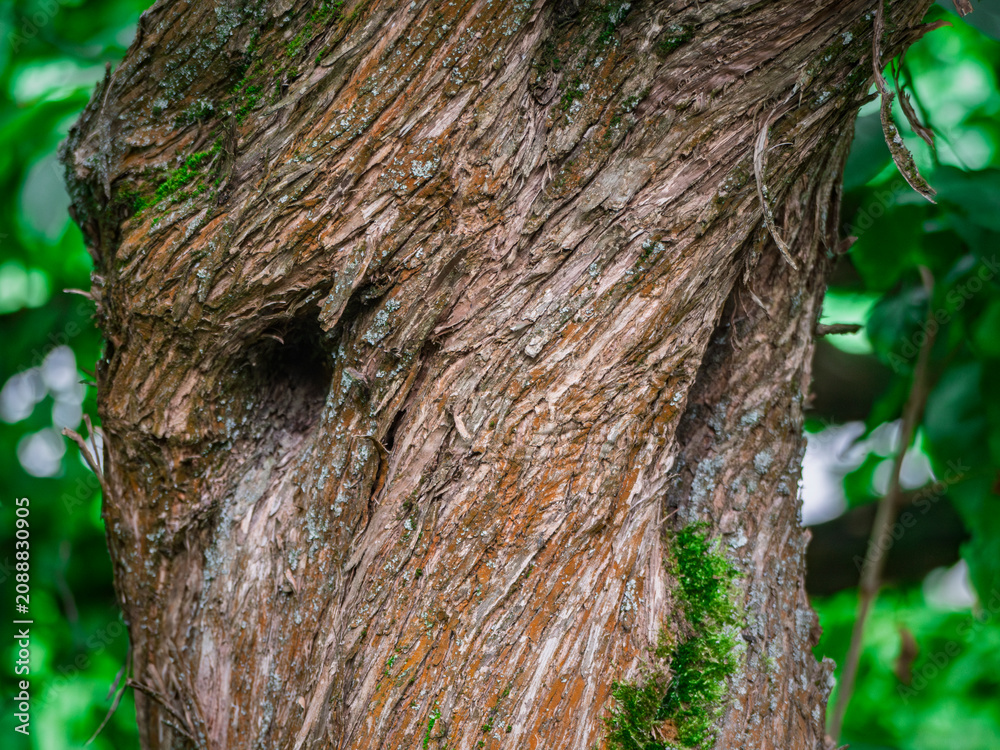 Obraz premium Textured Tree Bark Close-up with Vibrant Green Moss