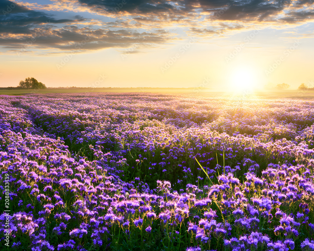 Fototapeta premium In a picturesque rural scene, the sunrise illuminates a meadow where purple flowers are in bloom during spring