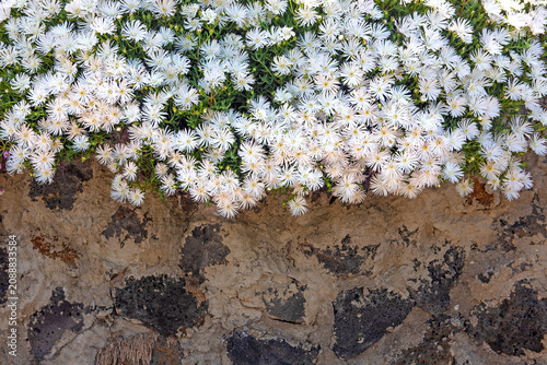Canvas Print 개망초, 꽃, 들꽃, annual fleabane, daisy fleabane, eastern daisy fleabane,  두해살이풀, 망국초