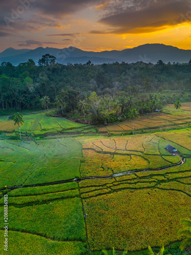 Beautiful panoramic aerial view of terraced rice fields at sunrise in Indonesia, surrounded by lush tropical greenery and palm trees