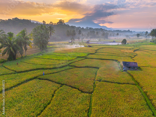 Beautiful panoramic aerial view of terraced rice fields at sunrise in Indonesia, surrounded by lush tropical greenery and palm trees
