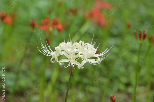 Canvas Print 鮮やかな緑を背景に一輪の白い彼岸花を捉えたクローズアップ撮影 / Close up of a single white spider lily flower w