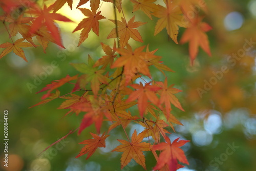 鮮やかな緑のボケを背景に色づくオレンジ色の紅葉 / Orange maple leaves with vibrant green blurred background