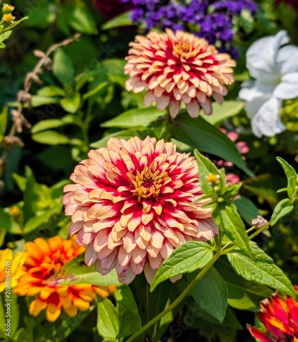 red dahlia flower