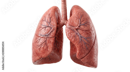 Obraz w ramie Detailed 3D medical illustration of human lungs isolated on white background 1.