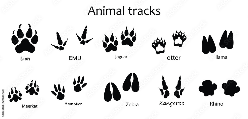 Fototapeta premium Animal and Bird Footprint Vector Set , Lion, Emu, Jaguar, Otter, Llama, Meerkat, Hamster, Zebra, Kangaroo and Rhino Track Prints Isolated on White Background.eps