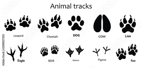 Foto Animal and Bird Footprint Vector Set , Leopard, Cheetah, Dog, Cow, Lion, Eagle, Bear, Albatross, Pigeon and Fox Paw and Track Prints Isolated on White Background