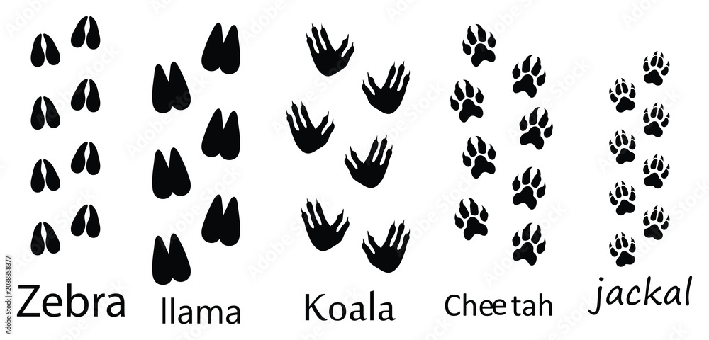 Fototapeta premium Animals Footprints and Paw Prints Vector Set ,Zebra, Llama, Koala, Cheetah and Jackal Track Prints Isolated on White Background.eps