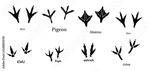 Foto Bird Footprint and Paw Print Icon Set , Hen, Pigeon, Albatross, Emu, Eagle, Ostrich and Crow Track Icons Isolated on White Background