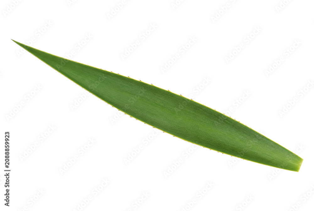 Fototapeta premium Single green aloe vera leaf isolated on white background.