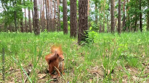 A red squirrel runs across a wide open green lawn in a pine forest in daylight. , stops briefly in the center, stands up straight, and then continues running into the distance.