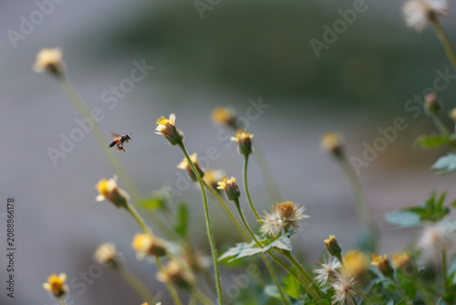A small bee flies near a yellow wildflower with soft natural bokeh and shallow depth of field.