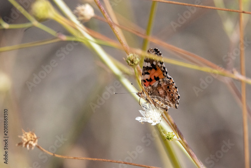 Obraz na płótnie De flor en flor polinizando una hermosa Mariposa Vanessa de los cardos Vanessa