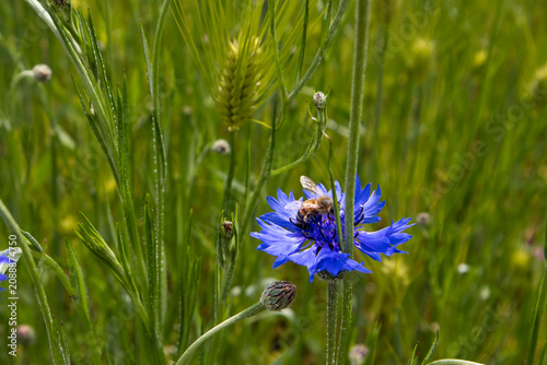 Honeybees are flying over the cornflowers in the meadow.초원의 수레국화꽃위로 꿀벌들이 날아다닙니다.