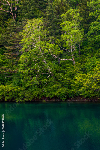 lake in the forest  Okenuma Fukushima Prefecture