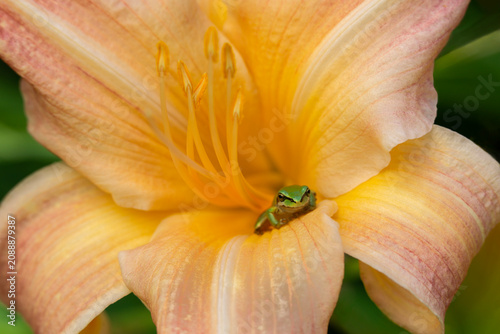 A tiny Pacific chorus frog rests on the petals of a beautiful peach-colored day lily in summertime
