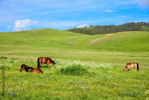 Canvas-taulu Alpine Meadow Scenery at Sayram Lake Scenic Area, Xinjiang, China