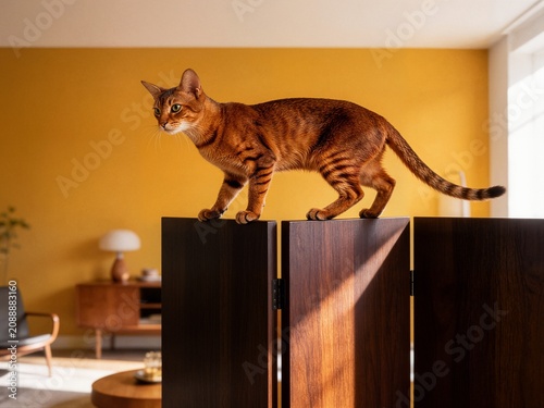 Sleek Abyssinian cat walking carefully on dark wooden folding screen ideal for pet agility concepts home decor and lifestyle marketing