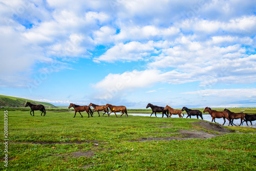 фотографія Three Horses at Zhaosu Horse Farm, Ili, Xinjiang, China