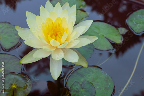 Obraz na płótnie Yellow Water Lily Blooming on Calm Pond with Green Lily Pads