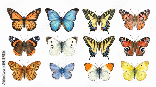 Schilderij op canvas A vibrant collection of butterflies on display in a natural setting with various colors and patterns