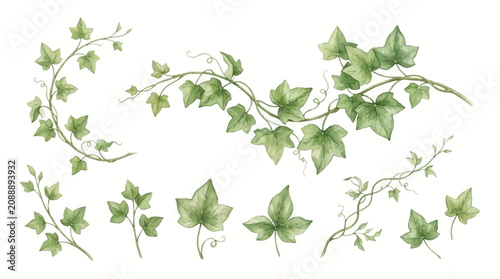Fotografie Green ivy leaves and vines spread across a surface