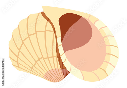 Open scallop shell with visible interior detail.