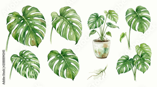 Bild auf Leinwand A serene indoor setting featuring a potted Monstera plant with several large leaves and a root system on display