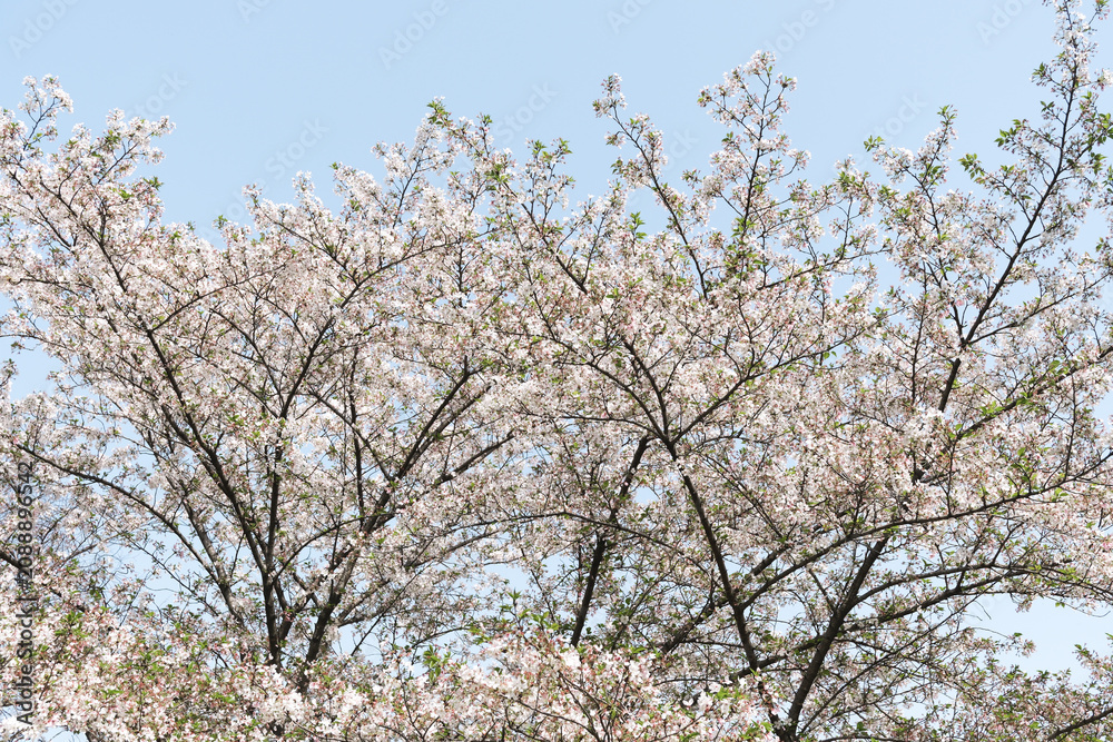 Naklejka premium Spring blossom tree branches under blue sky