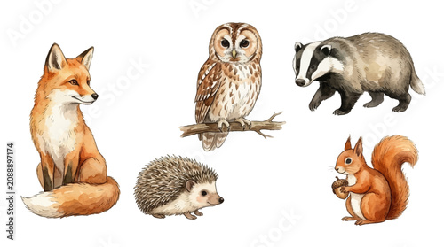 Canvas Print Wild animals gathering in forest habitat with fox, owl, badger, hedgehog, and squirrel