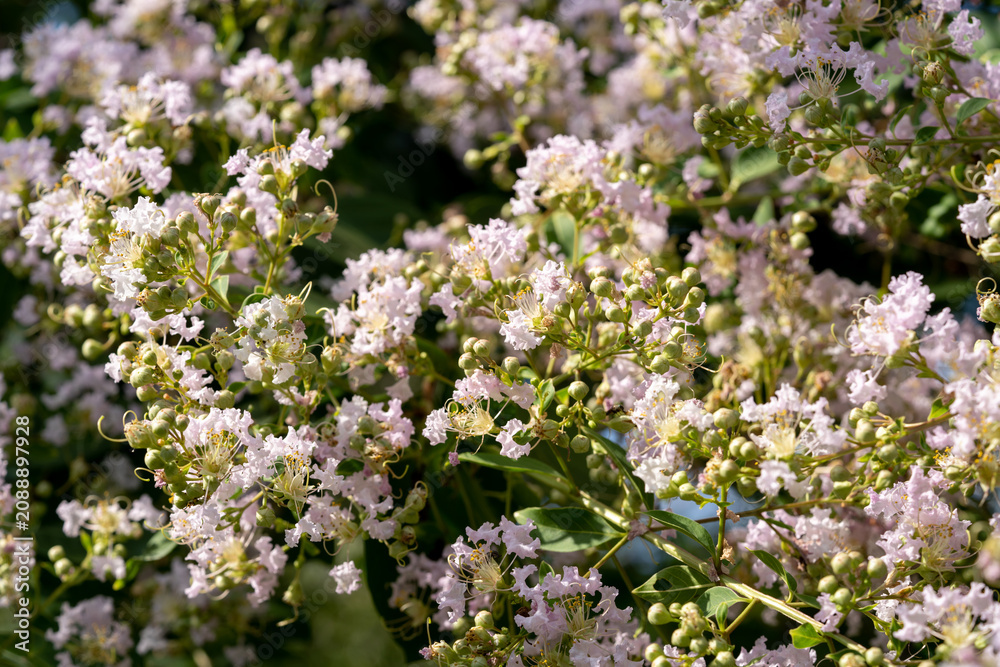 Obraz premium コサルスベリの花 Lagerstroemia x amabilis