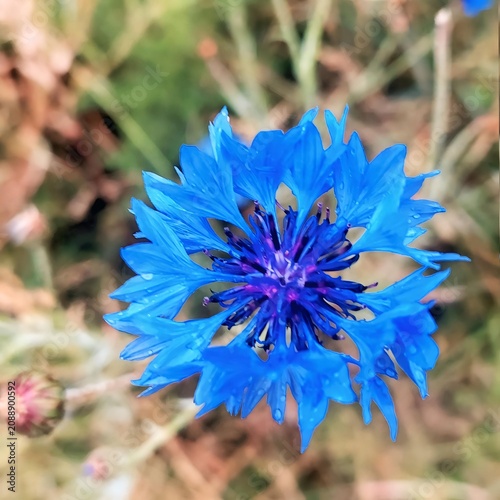 Принти на полотні Beautiful blue bachelor's button flower macro portrait, elegant summer wildflowe