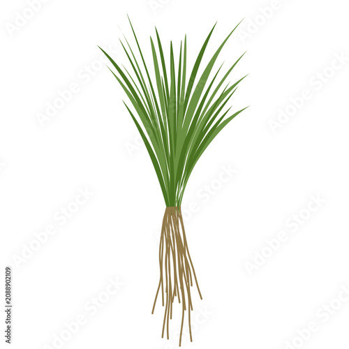 фотографія Vetiver grass vector with root