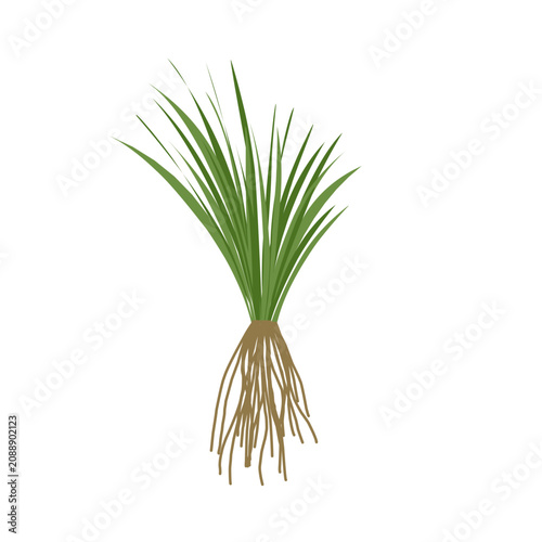фотографія Vetiver grass vector with root