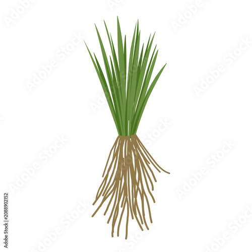 Foto Vetiver grass vector with root