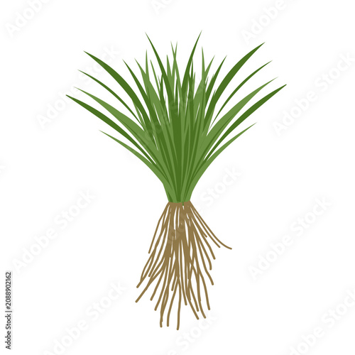 Obraz na plátně Vetiver grass vector with root