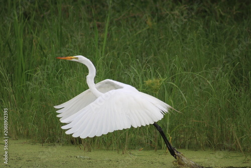 Foto great egret