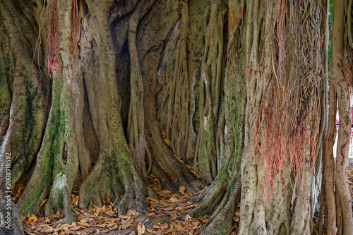 Obraz na plátně Massive banyan trunk and tangled aerial roots