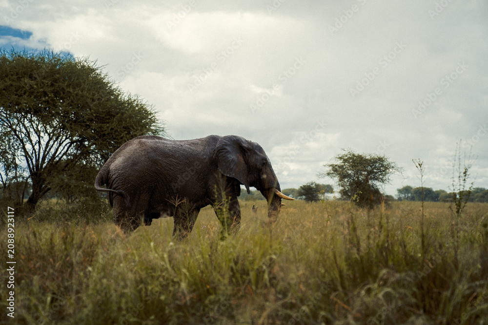 Fototapeta premium elephant in the wild