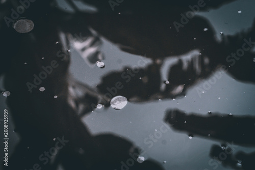 Obraz na plátně Reflection of banana tree on the surface of murky water with small bubbles