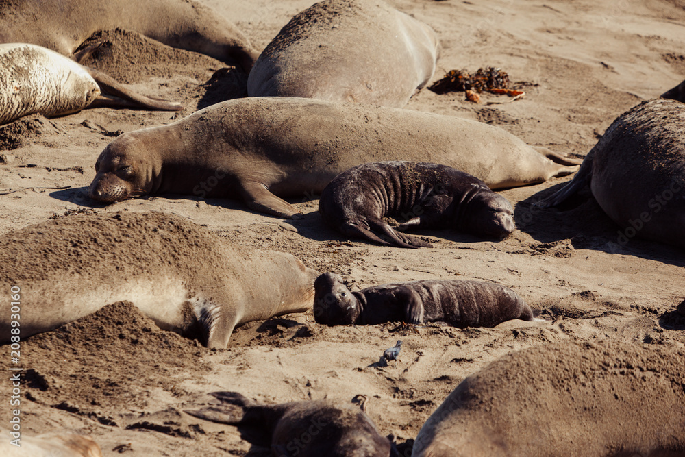 Fototapeta premium Elephant seals rest on a sandy beach in San Simeon, California. The seals are a common sight along the coast, especially during breeding season.